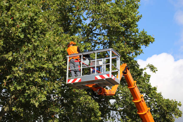 Reliable Roan Mountain, TN Tree Service Solutions